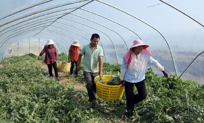 襄阳宜城：从“靠天收”到“智慧种” 设施农业激活乡村振兴新动能