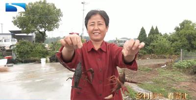 黄石大冶：小龙虾喜迎丰收 综合种养效益高