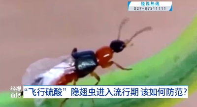 “飞行硫酸”隐翅虫进入流行期 该如何防范？