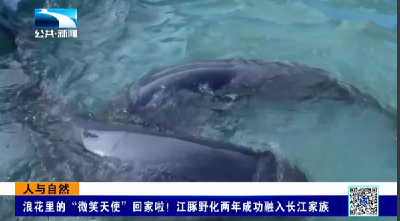人与自然｜浪花里的“微笑天使”回家啦！江豚野化两年成功融入长江家族