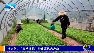 神农架：“订单高粱”种出富民大产业