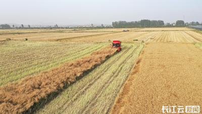科技助力 襄阳宜城油菜高产示范片亩产突破250公斤