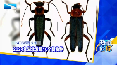 2024年湖北发现10个新物种