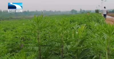 炎帝故里艾草香 端午消费艾名扬