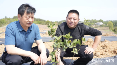 荆州松滋：白领回乡 380亩荒山“绿了头”