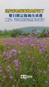 这片彩色花海也太梦幻啦！夏日限定版城市浪漫，即使阴天也美丽！