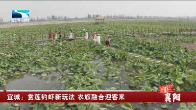 襄阳宜城：赏莲钓虾新玩法 农旅融合迎客来