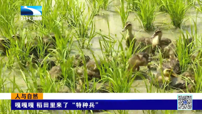 人与自然 | 嘎嘎嘎 稻田里来了“特种兵”