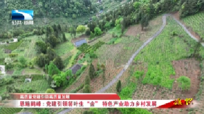 高质量党建引领高质量发展 | 恩施鹤峰：党建引领箬叶生“金” 特色产业助力乡村发展