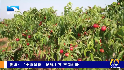 襄阳：“枣阳皇桃”抢鲜上市 产销两旺
