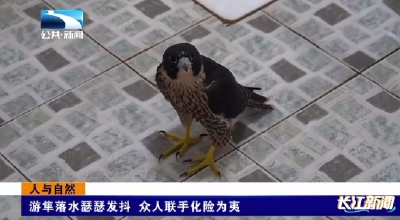 游隼落水瑟瑟发抖 众人联手化险为夷
