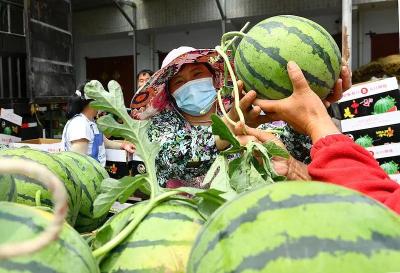 “验瓜师”月入3万？各西瓜产区有证书的仅寥寥数人
