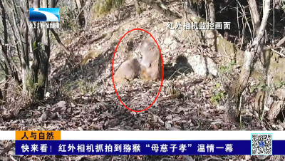 人与自然 | 快来看！红外相机抓拍到猕猴“母慈子孝”温情一幕