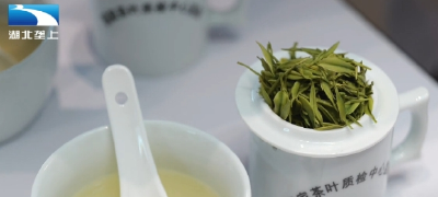 科技赋能 咸丰“白茶生金”