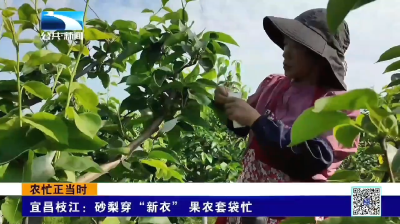 宜昌枝江：砂梨穿“新衣” 果农套袋忙