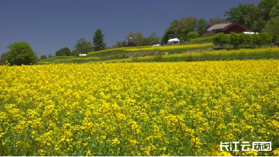 花海变“油田” 广水油菜获三年来最高产​