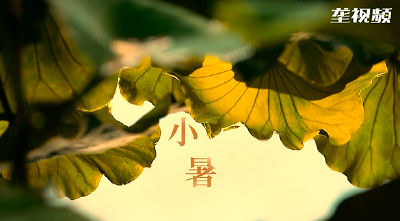 小暑时节  温一壶乡愁  将往事喝个够