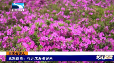 恩施鹤峰：花开成海引客来