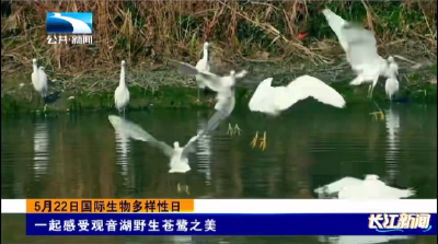 孝感孝昌：一起感受观音湖野生苍鹭之美