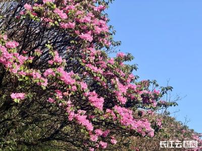 神农架：杜鹃满山迎客来