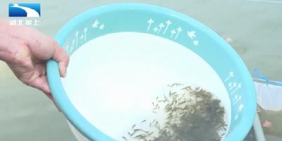 荆州公安：力争年产10亿尾 小鱼苗“游”出大产业