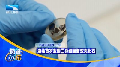 湖北首次发现二叠纪巨型双壳化石