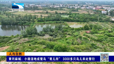 人与自然｜黄冈麻城：小微湿地成鹭鸟“育儿所” 3000多只鸟儿来此繁衍
