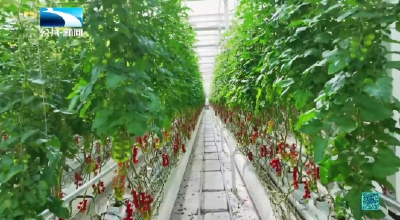 荆门沙洋：智能温室让“番茄王国”结出乡村振兴果