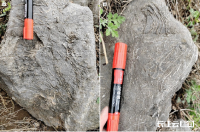 湖北古生物研究新突破 首次发现二叠纪巨型双壳化石