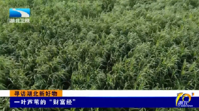 寻访湖北新好物 | 一叶芦苇的“财富经”