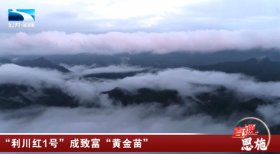 恩施：“利川红1号”成致富“黄金苗”
