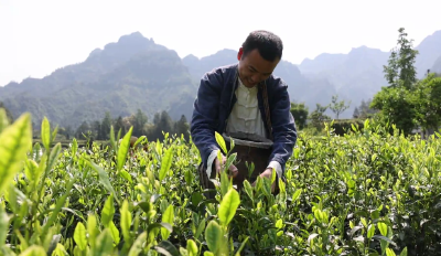 恩施咸丰：茶酒融合  激发产业新动能