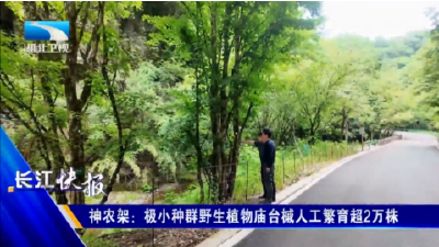 神农架：极小种群野生植物庙台槭人工繁育超2万株