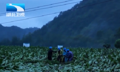 湖北迎战强降雨 | 来凤：22小时冒雨抢修保供电