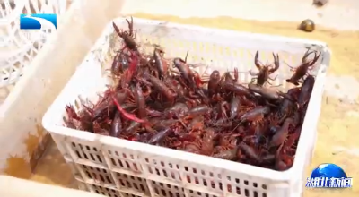 乐购湖北 潮玩七色花丨潜江小龙虾产销旺季：冷链跑赢时间  电商火爆市场