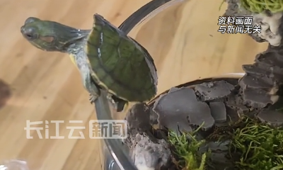 天降乌龟，砸死幼童赔百万！莫让萌宠变“杀手”