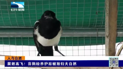 展翅高飞！喜鹊经养护后被放归大自然