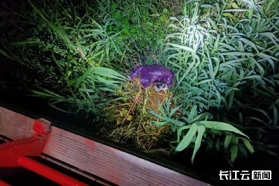 男孩为捡飞行器被困汉口江滩芦苇丛 消防员利用拉梯营救