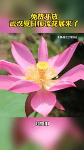 免费开放！武汉夏日顶流花展来了