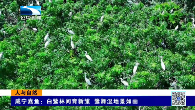 人与自然｜白鹭林间育新雏 鹭舞湿地景如画