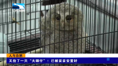 人与自然｜又捡了一只“大眼仔”！已被妥妥安置好