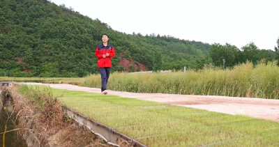 赵青：“粮二代”返乡种有机稻  用“小米粒”闯出农业新天地