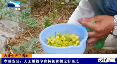 孝感安陆：人工授粉孕育特色黄瓤无籽西瓜