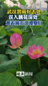 武汉赏荷好去处！“误入藕花深处”，邂逅城市夏日浪漫！