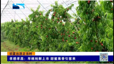 孝感孝昌：早桃抢鲜上市 甜蜜果香引客来
