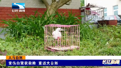 人与自然 | 受伤白鹭获救助 重返大自然