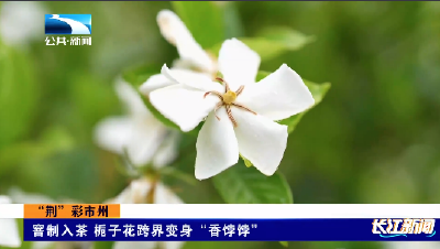 窨制入茶 看栀子花如何跨界变身“香饽饽”