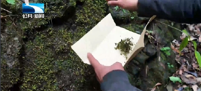 显微镜下的“绿色宝藏”！湖北五道峡发现160种苔藓 标本可存百年