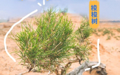 原来是这些植物在替我扛风沙→