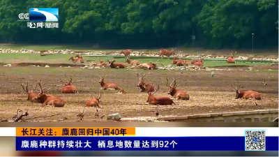 长江关注：麋鹿回归中国40年